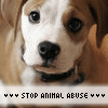 Dieren Avatars Dieren misbruik Stop Animal Abuse