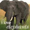 Dieren Olifant Avatars Olifant I Love Elephants