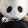 Dieren Panda Avatars 