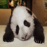 Dieren Panda Avatars 