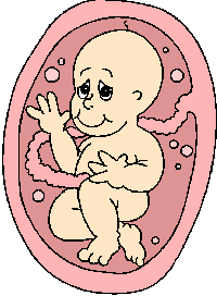 Baby plaatjes Zwangerschap Zwanger Baby In Baarmoeder