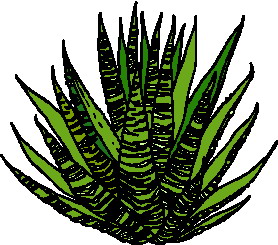 Cliparts Bloemen en planten Bladeren Vetplant Cactus