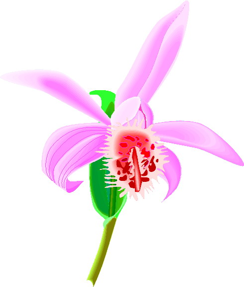 clipart gratuit orchidée - photo #50