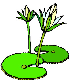 Cliparts Bloemen en planten Waterlelie 