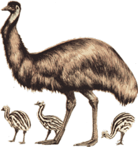 Dieren Dieren plaatjes Emoe 