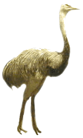 Dieren Dieren plaatjes Emoe 