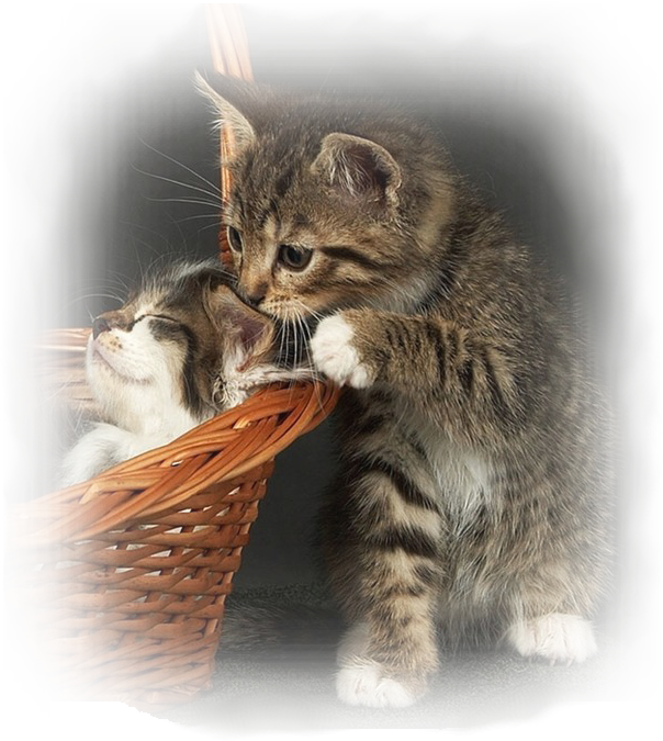 Katten Dieren Animaatjes nl Katten Dieren Animaatjes nl