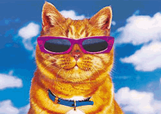 kat met zonnebril
