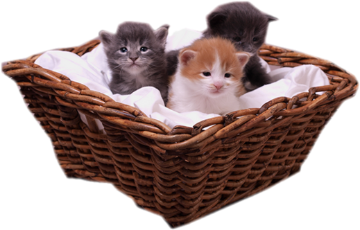 Katten Dieren Animaatjes nl Katten Dieren Animaatjes nl
