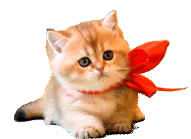 kat kitten met strikje