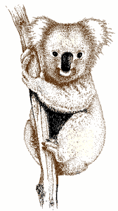 Dieren Dieren plaatjes Koala beer 