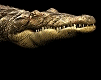 Dieren Krokodil Dieren plaatjes 