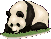 Dieren Dieren plaatjes Panda beren 