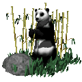 Dieren Dieren plaatjes Panda beren Panda Beer Eet Bamboe