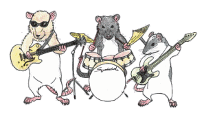 Dieren Ratten Dieren plaatjes 