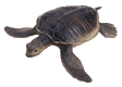 Dieren Schildpadden Dieren plaatjes 
