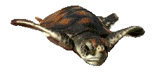 Dieren Schildpadden Dieren plaatjes 