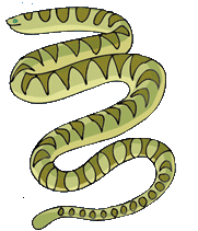 Dieren Slangen Dieren plaatjes 