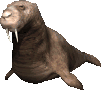 Dieren Dieren plaatjes Zeehond Walrus,