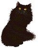 Dieren Zwarte kat Dieren plaatjes 