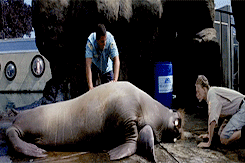 Adam Sandler GIF. Films en series Aquarium Walrus Gifs 50 first dates Filmsterren Adam sandler Drew barrymore 