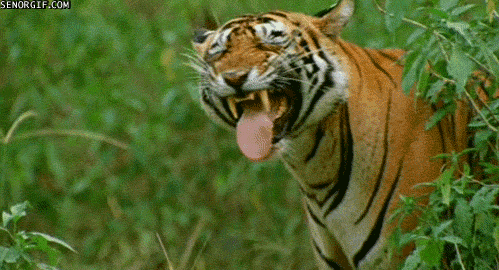 tiger-NeJta3.gif