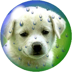 Globes Globes honden Globe Hondje In De Regen