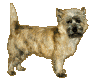 Honden plaatjes Cairn terrier 