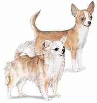 Honden plaatjes Chihuahua 