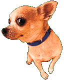Honden plaatjes Chihuahua Knip Oog Chihuahua