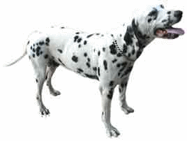 Honden plaatjes Dalmatier 