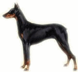 Honden plaatjes Dobermann 