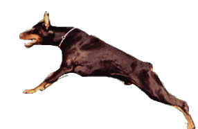 Honden plaatjes Dobermann 