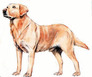 Honden plaatjes Labrador Golden 