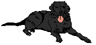 Honden plaatjes Labrador 