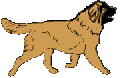 Honden plaatjes Leonberger 
