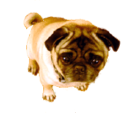 mopsie24.gif