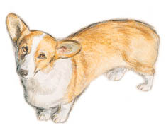 Honden plaatjes Welshcorgi 