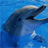 Dieren Icon plaatjes Dolfijn 
