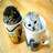 Dieren Icon plaatjes Katten en poezen Katjes In Een Beker