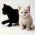 Katten en poezen icons plaatjes