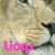 Dieren Leeuwen Icon plaatjes 