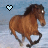 Dieren Paarden Icon plaatjes 