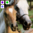 Dieren Paarden Icon plaatjes 