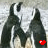 Dieren Pinguins Icon plaatjes Pinguins Verliefd Met Rode Hartjes