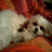 Dieren Puppy Icon plaatjes Hondje