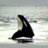 Dieren Walvissen Icon plaatjes 
