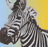 Dieren Zebra Icon plaatjes 