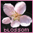 Bloemen Icons Icon plaatjes 