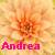 Icon plaatjes Naam icons Andrea 